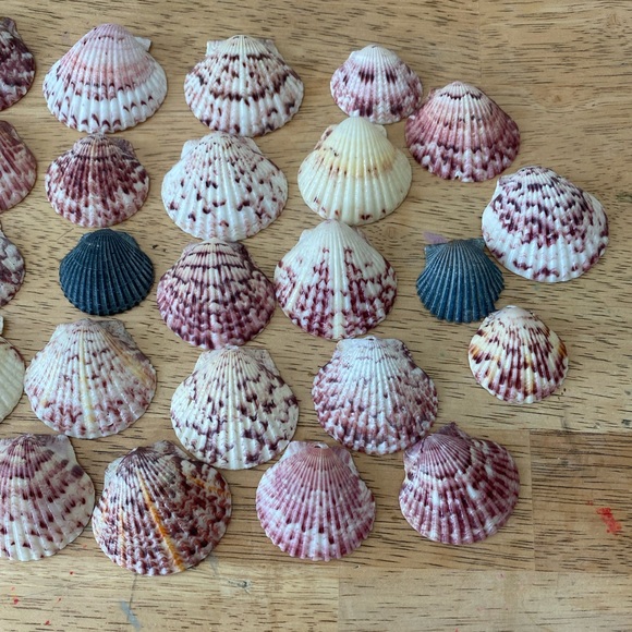 Calico scallop seashells - Picture 4 of 6